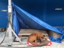 Kennel: Nelson is to big and heavy to keep lifting up and down ladders so I make him a kennel under the boat 